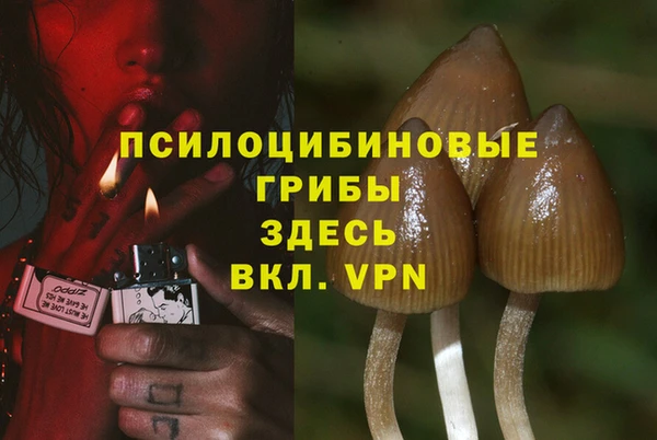прущие грибы Касимов